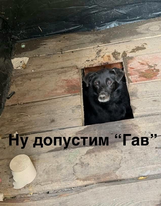 Песик визирав із дерев’яного туалету - і став героєм мемів у мережі - фото 913559