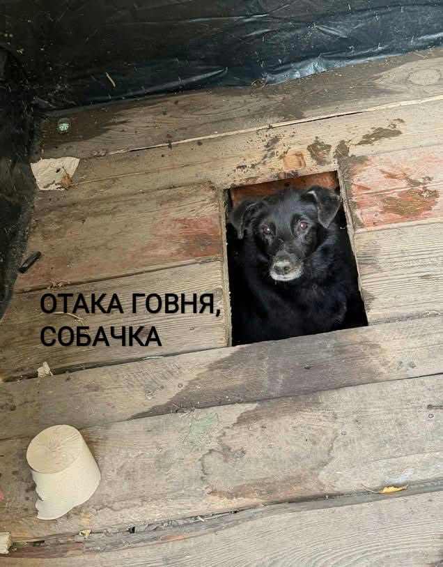 Песик визирав із дерев’яного туалету - і став героєм мемів у мережі - фото 913560