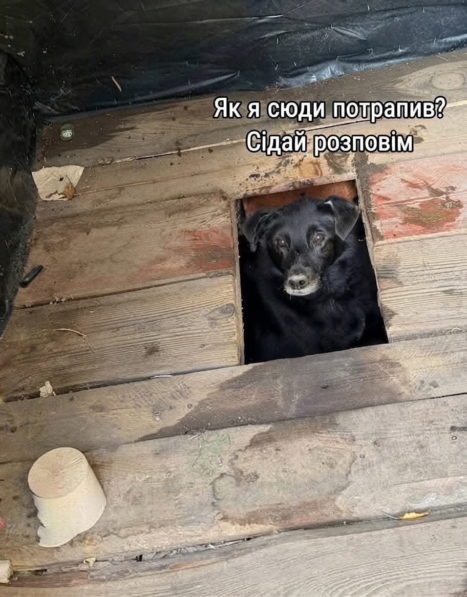 Песик визирав із дерев’яного туалету - і став героєм мемів у мережі - фото 913561