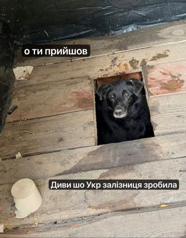 Песик визирав із дерев’яного туалету - і став героєм мемів у мережі - фото 913562