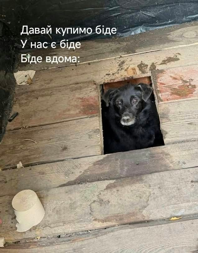 Песик визирав із дерев’яного туалету - і став героєм мемів у мережі - фото 913563