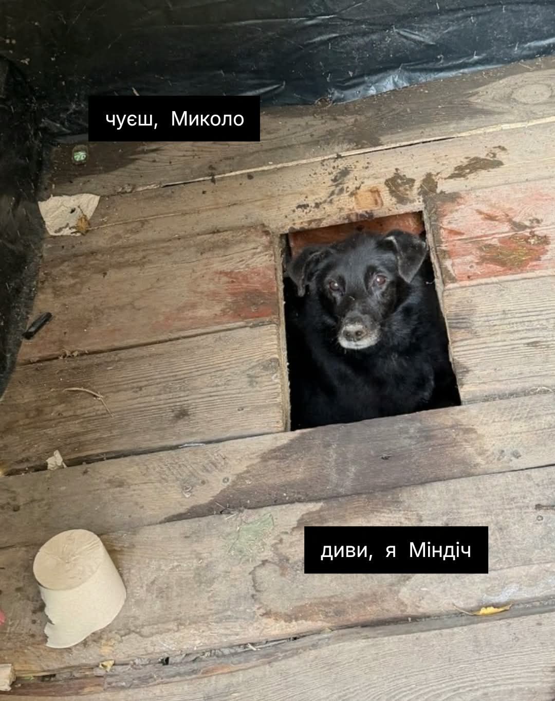 Песик визирав із дерев’яного туалету - і став героєм мемів у мережі - фото 913564