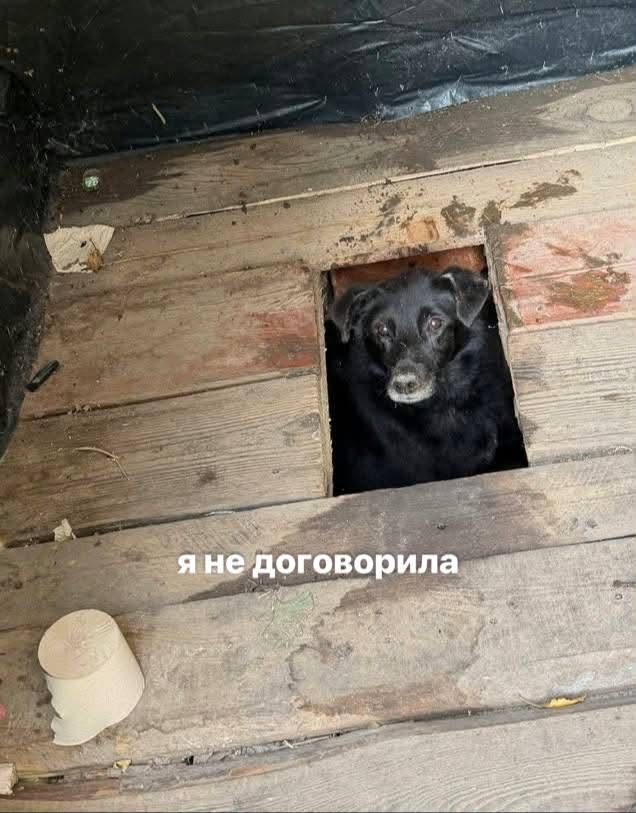 Песик визирав із дерев’яного туалету - і став героєм мемів у мережі - фото 913565