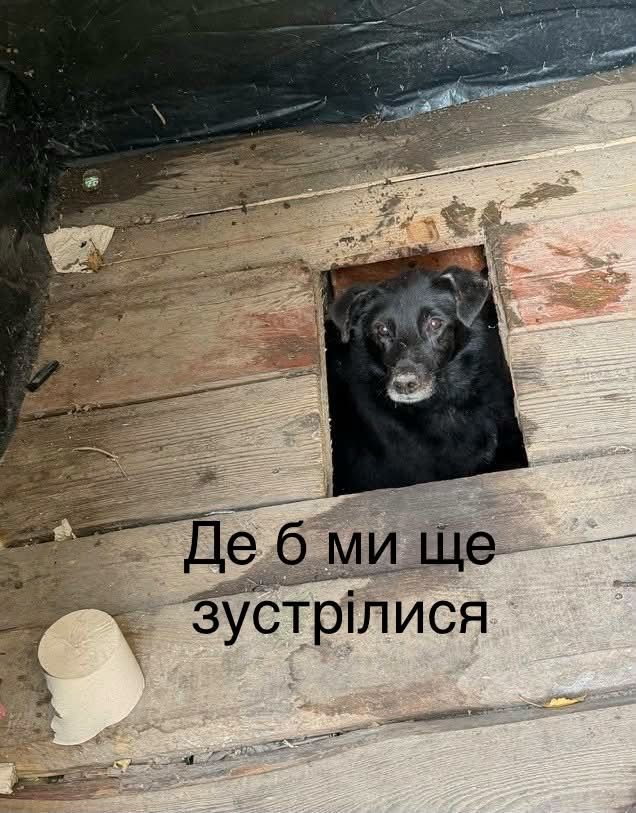 Песик визирав із дерев’яного туалету - і став героєм мемів у мережі - фото 913566
