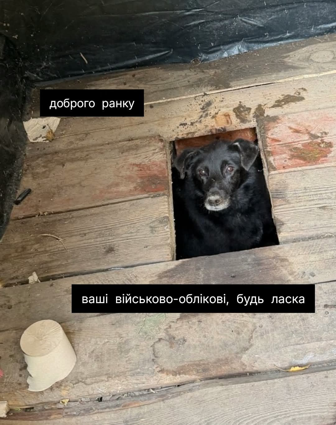 Песик визирав із дерев’яного туалету - і став героєм мемів у мережі - фото 913567