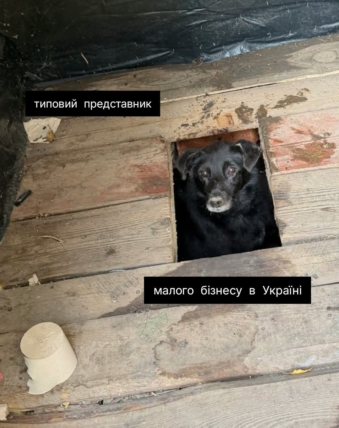 Песик визирав із дерев’яного туалету - і став героєм мемів у мережі - фото 913568