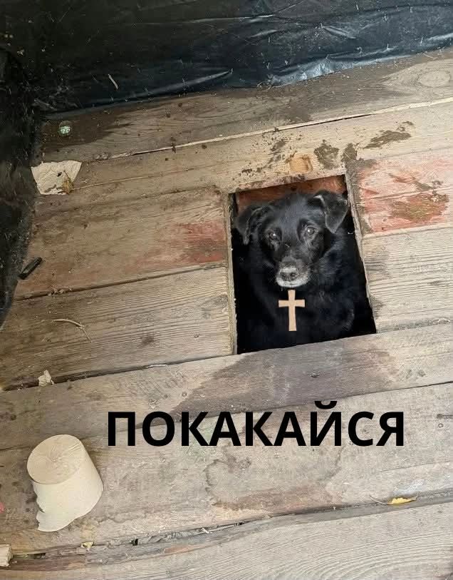 Песик визирав із дерев’яного туалету - і став героєм мемів у мережі - фото 913571