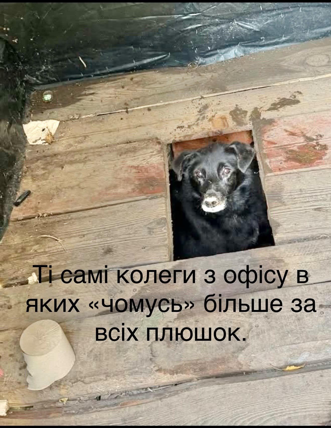 Песик визирав із дерев’яного туалету - і став героєм мемів у мережі - фото 913572