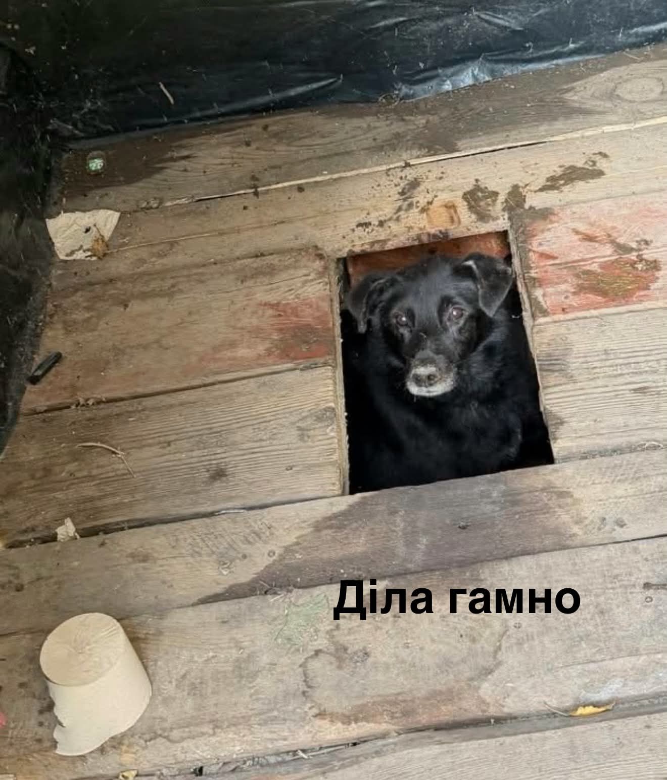 Песик визирав із дерев’яного туалету - і став героєм мемів у мережі - фото 913573