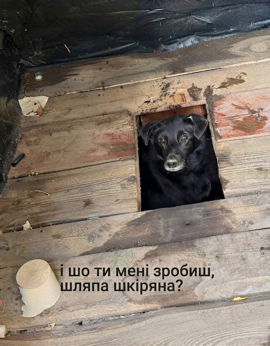 Песик визирав із дерев’яного туалету - і став героєм мемів у мережі - фото 913575