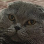пухнастий кіт на стільці дивиться осудливо