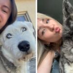 Стіл із повідцем, окулярами й полароідним фото собаки на нейтральному тлі